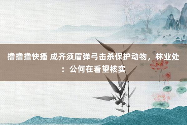 撸撸撸快播 成齐须眉弹弓击杀保护动物，林业处：公何在看望核实
