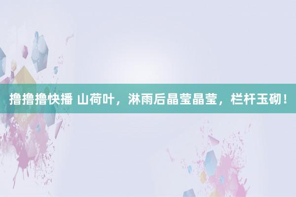 撸撸撸快播 山荷叶，淋雨后晶莹晶莹，栏杆玉砌！