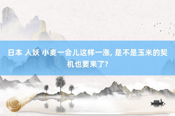 日本 人妖 小麦一会儿这样一涨， 是不是玉米的契机也要来了?